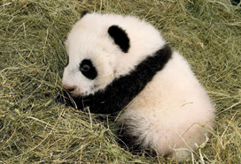 Wieder Nachwuchs im Tiergarten Schönbrunn: UNIQA übernimmt die Versicherung des im August 2010 zur Welt gekommenen Pandababys Fu Hu. Im Jahr zuvor hatte UNIQA die Heimreise des 2007 ebenfalls im Tiergarten Schönbrunn geborenen Pandabären Fu Long nach China versichert und gesponsert. (Bild) Wieder Nachwuchs im Tiergarten Schönbrunn: UNIQA übernimmt die Versicherung des im August 2010 zur Welt gekommenen Pandababys Fu Hu. Im Jahr zuvor hatte UNIQA die Heimreise des 2007 ebenfalls im Tiergarten Schönbrunn geborenen Pandabären Fu Long nach China versichert und gesponsert. (Bild)